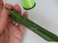Rolling leaf tubes