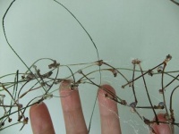 Bird's Nest Lattice