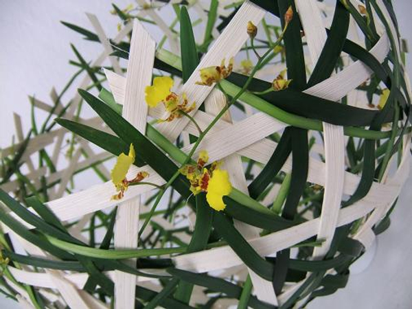 Oncidium orchids hiding in a woven grass cup