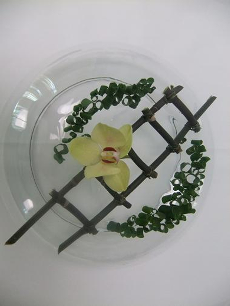 Phalaenopsis stem ladder.jpg