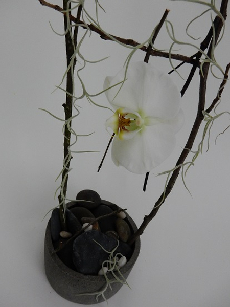 Phalaenopsis orchid, twigs and Spanish Moss