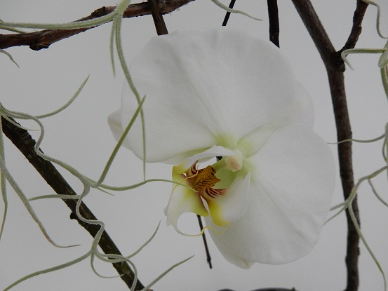 Phalaenopsis orchid, twigs andTillandsia Usneoides.jpg Phalaenopsis orchid, twigs andTillandsia Usneoides.jpg