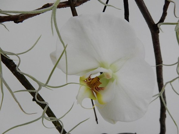 Phalaenopsis orchid, twigs andTillandsia Usneoides.jpg