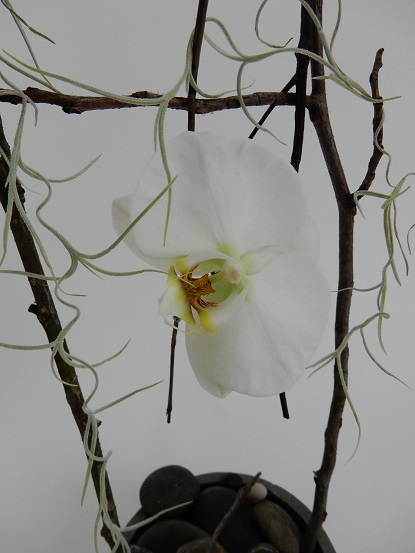 Phalaenopsis orchid on a twig swing Phalaenopsis orchid on a twig swing