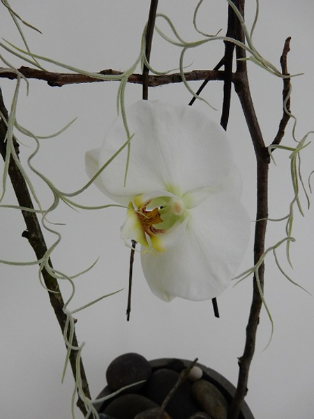 Phalaenopsis orchid on a twig swing