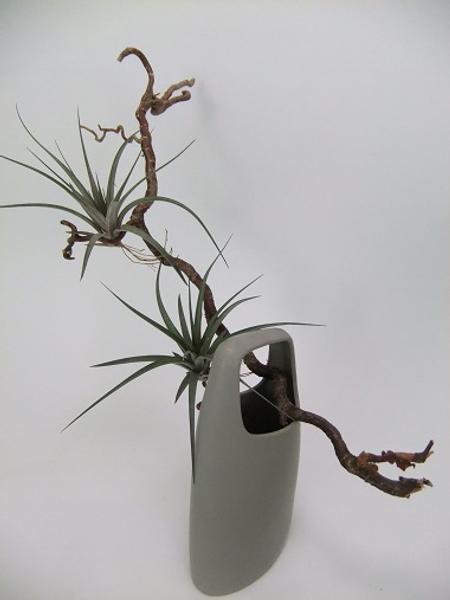 Simple and easy way to design with air plants