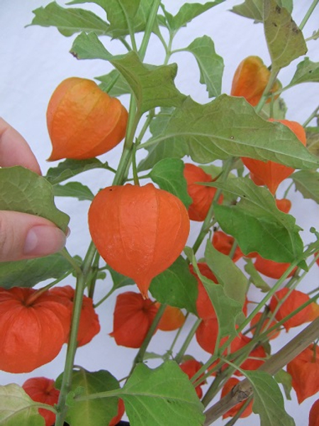 Cut the Physalis Pods from the plant stem