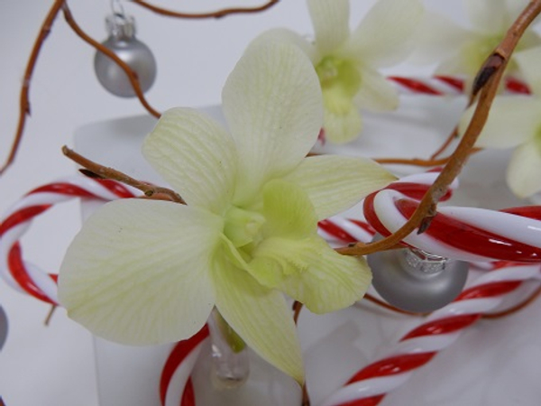 Orchid and willow Christmas design