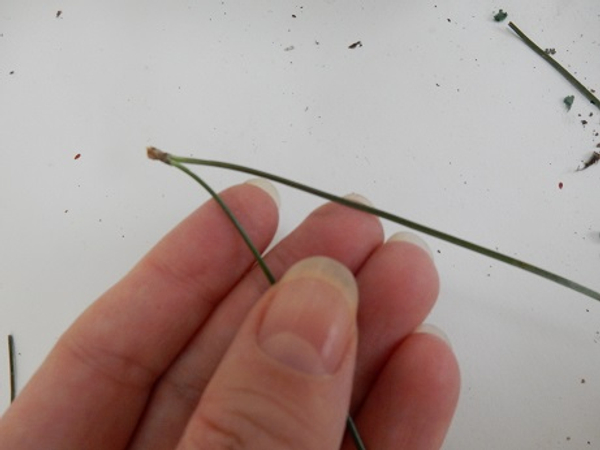 Split a needle open to create a hairpin