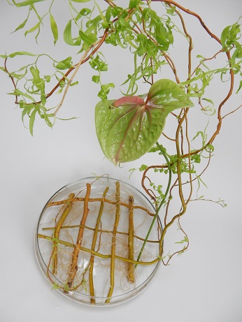 Anthurium snd willow Anthurium snd willow