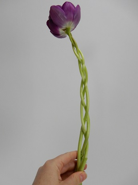 Braided Tulip stems
