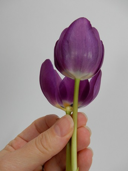 Slip the full tulip into the tulip with the open cup