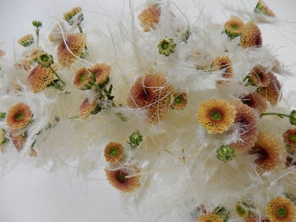 Chrysanthemum and Washi paper