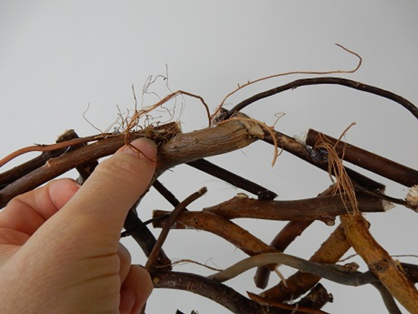 Glue in dried roots