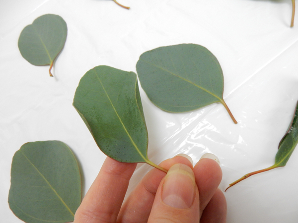 Both sides of the Eucalyptus leaf now curves in