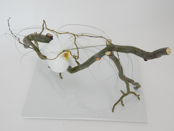 Free standing willow twig armature with a hidden water source for a Phalaenopsis orchid