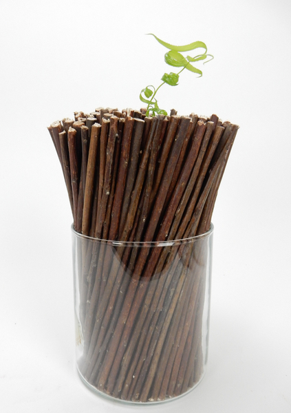 Willow sprout in a twig armature