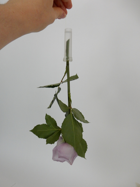 Insert the flower in the plastic vial.
