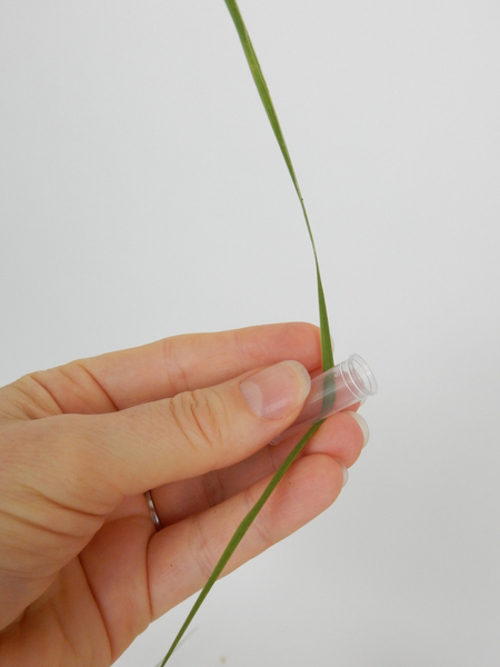 Measure the vial to hang about 2/3 down the blade of grass