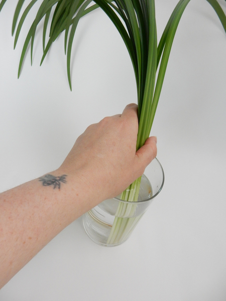 Place a bundle of lily grass in a vase.