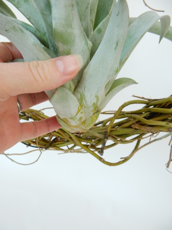 Tutorials Hanging Tillandsia