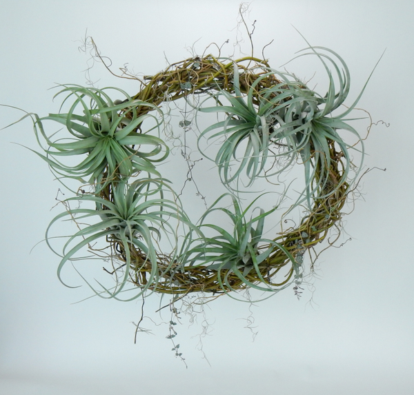 Tillandsia, Spanish moss and rosary vine on a willow wreath