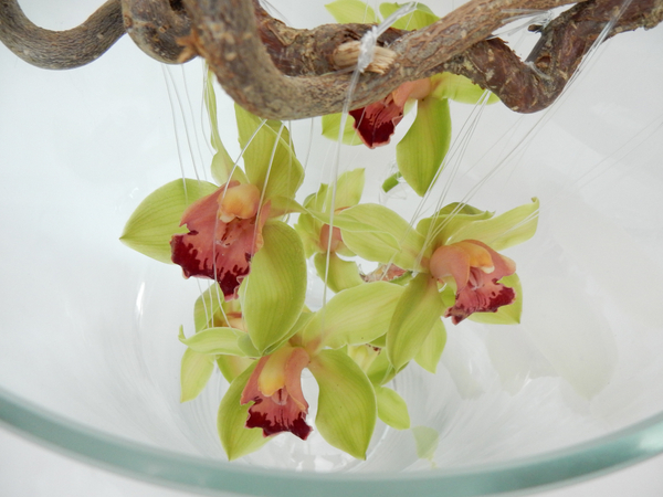 Cymbidium orchids on a hazel stick