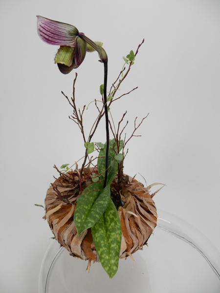 Lady slipper orchid and rosary vine in a bark bowl