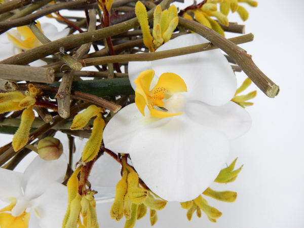 Phalaenopsis orchids and kangeroo paw