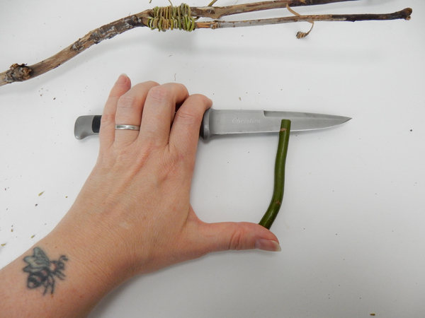 Cut into both ends of a twig with a sharp knife