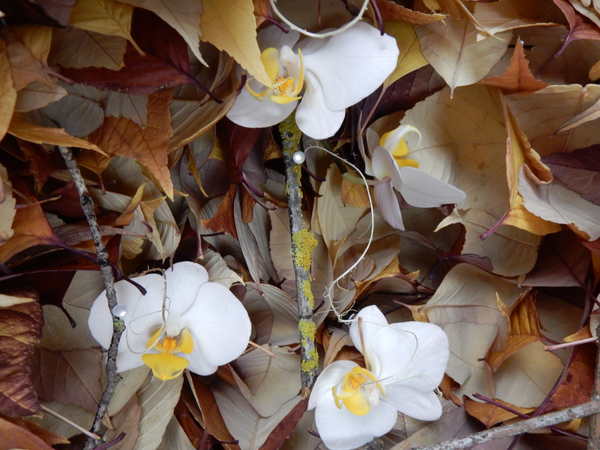 Phalaenopsis autumn design