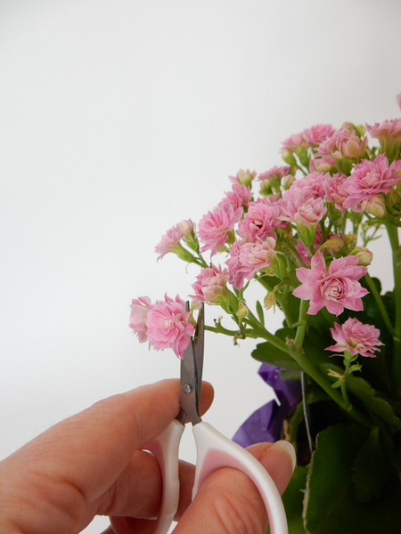 Snip the flowers from the Kalanchoe plant.