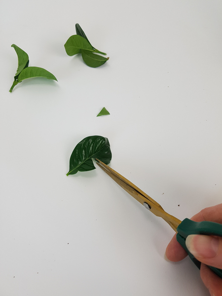 Cut a small wedge in the waxy foliage