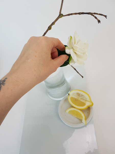 Touch your fingers to lemon before handling the gardenia