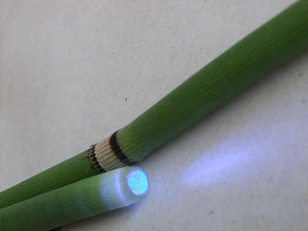 Equisetum and LED light Equisetum and LED light