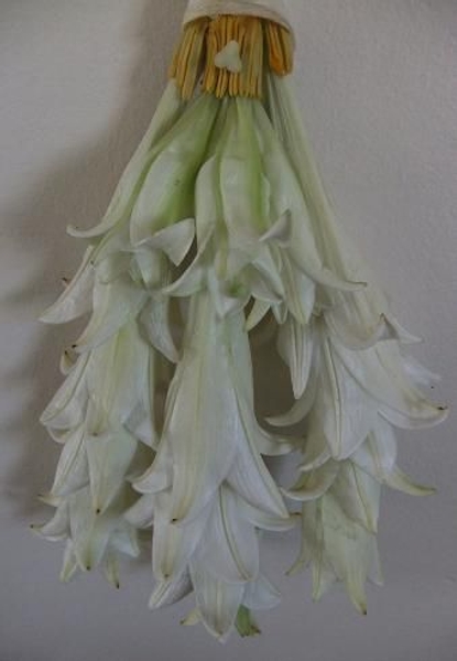 Garlands Garlands