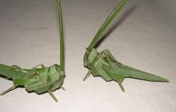 Grasshopper Grasshopper