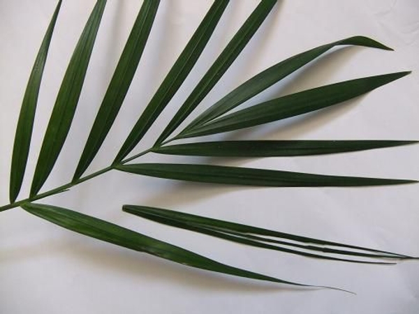 Palm leaf Palm leaf