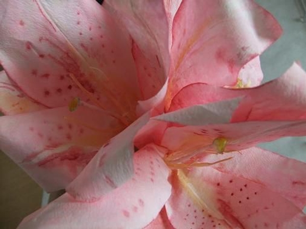 Lilies Lilies