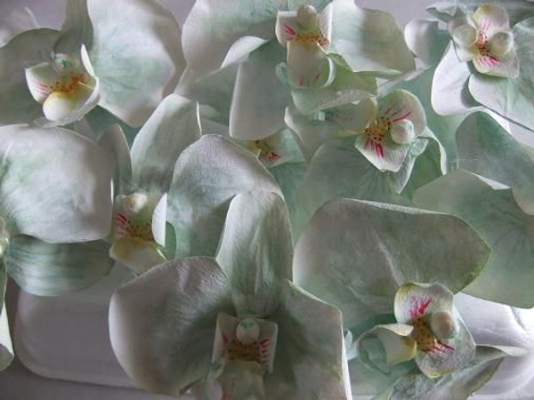 orchids orchids