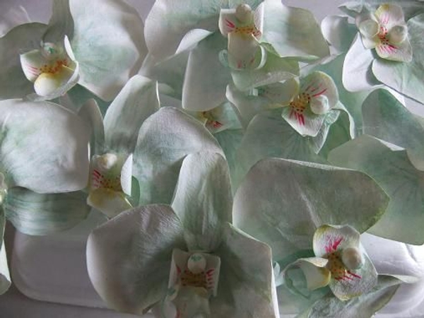 orchids