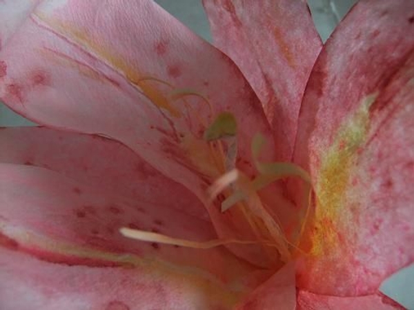 Paper Lily Paper Lily