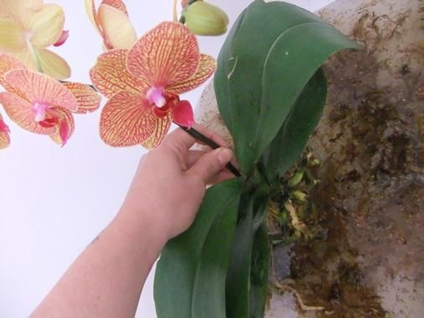 Conditioning orchid plants Conditioning orchid plants