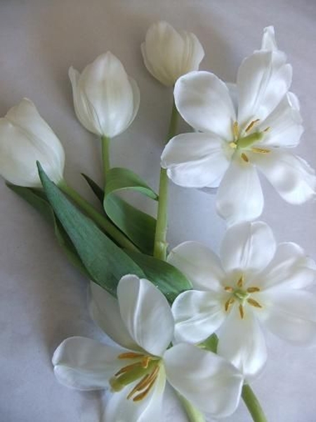 Reflex tulips Reflex tulips