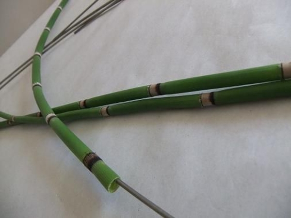 Wire equisetum Wire equisetum