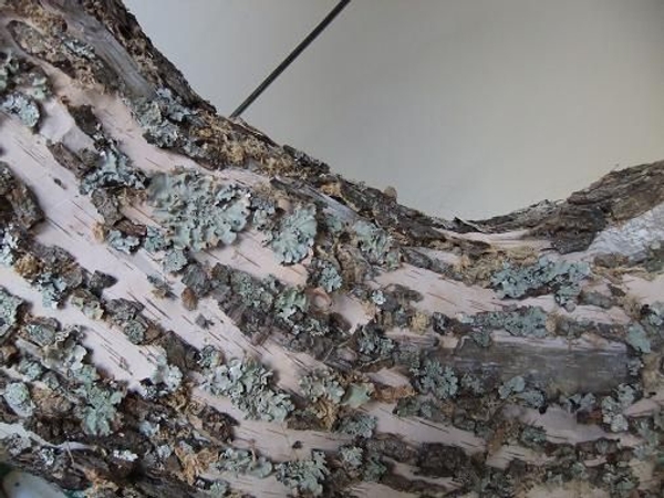 Bark Wood Wreath Bark Wood Wreath