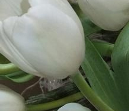 Slow down tulip growth, after the stems have been severed from the bulbs Slow down tulip growth, after the stems have been severed from the bulbs