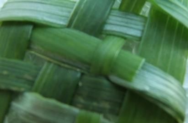 Weaving with Foliage- insert a section Weaving with Foliage- insert a section