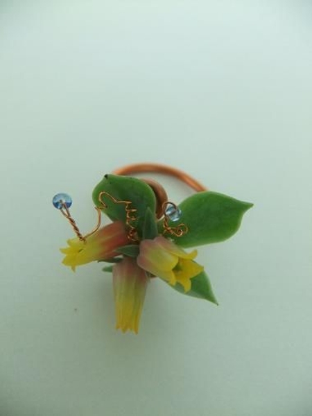 Echeveria ring Echeveria ring