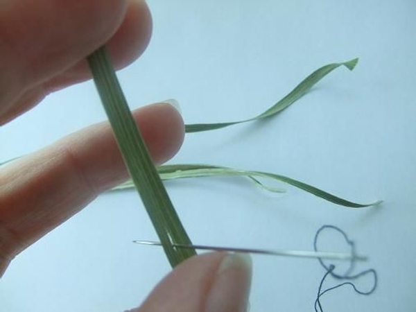 Split the leaf from a iris plant to make a tassel corsage Split the leaf from a iris plant to make a tassel corsage